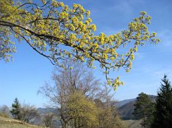 Image: Blooming Cornelian Cherries