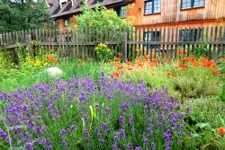 Image: House garden