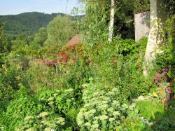 Image: Production garden