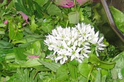 Image: Wild herbs salad