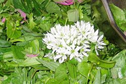 Image: Wild herbs salad