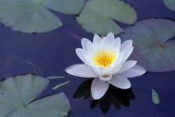Image: Waterlily