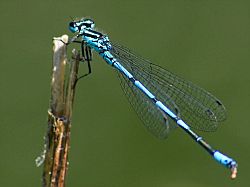 Image: Dragonfly